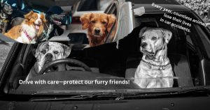 How Many Dogs Die in Car Accidents?